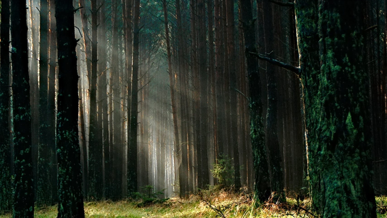 forest-the-sun-morning-tucholskie-158251